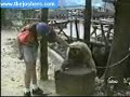 ههههههههه القرد يمون
