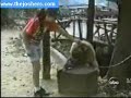 ههههههههه القرد يمون
