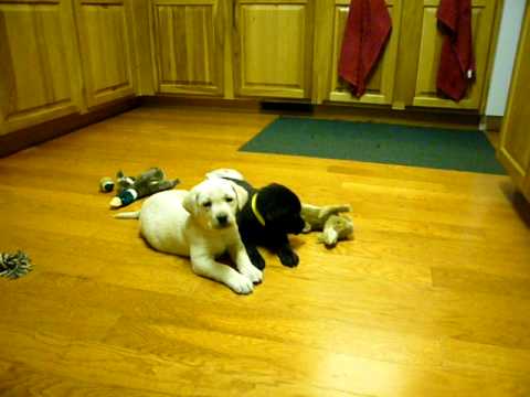 Loganwood Labs Labrador Retrievers Puppies Playing White Labs Chocolate Labs Black Labs