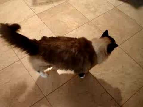 0 Caymus Videos