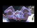 Coral Reefs - A Delicate Balance of Life
