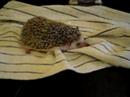 Prickles is watching TV! Prickles is watching TV!