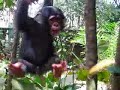 Gaura playing