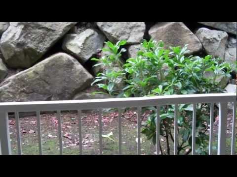 Ivory Wood Apartments - Video