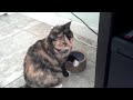 Click here to watch this video Video of adoptable pet Madeline