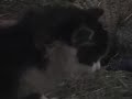 Kittens in the hayloft