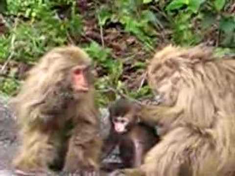 ヤクザル