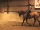Trot, 5 y,o Dressage gelding * FOR SALE*