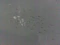 Big catfish chasing smal Fishies