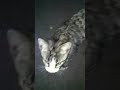 Click here to watch this video Kittehs!!!!