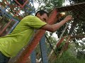 Porco do Mato morre no parque de Porto Velho