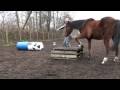 videos de Spelen met paarden