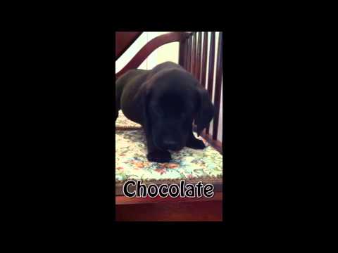 Adopt Chocolate
