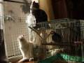 風が強い日の日向ぼっこ猫(=^・^=)The basking in the sun