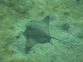 Bat Ray - Juvenile (Myliobatis californica) Bat Ray - Juvenile (Myliobatis californica)