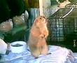 videos de Yandrak