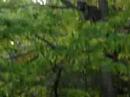 Treestand Visitors