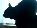 うたう猫動画