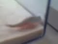 Triops - Urzeitkrebs