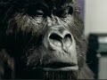 Cadbury Dairy Milk Gorilla Advert Cadbury Dairy Milk Gorilla Advert