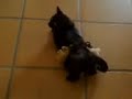Gata Tesuda Procura