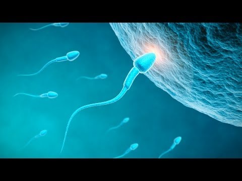 how to locate ovaries from outside