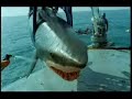 Le requin