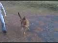 videos de funny Kasie...Dog fetching Rocks!