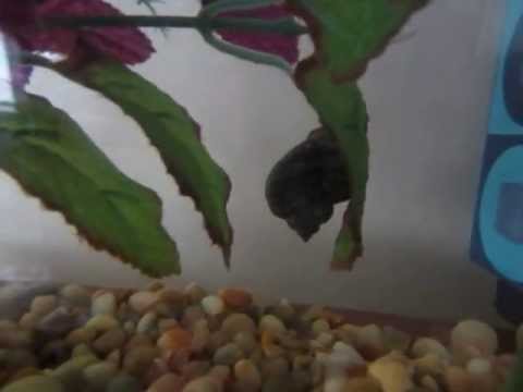 how to provide calcium for snails