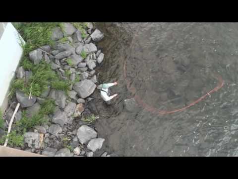 how to snap t spey cast