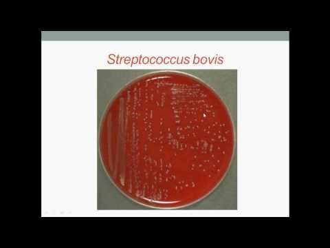 how to isolate streptococcus mutans