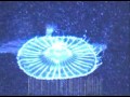 Celestial Jellyfish Utubia Led