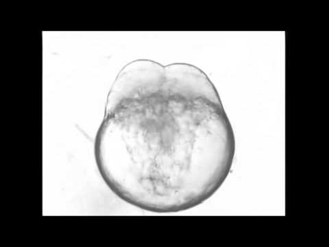 how to dissolve drug in dmso