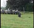 Border Collie video