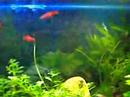peixes mutantes comendo outros peixes e plantas carnívoras e radioativas. veja tudo isso no AQUARIO DO HORRORESMUTANT FISHES AND RADIOACTIVE AND CARNIVOROUS PLANTS. SEE IT ALL IN AQUARIO OF HORRORS!!!! 