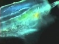 Explanation of marine Plasma production inside phytplankton blooms.