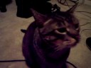Stitchy\