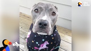 Pit Bull Dog Wags Her Tail SO Hard No Matter What - CALISTA Update | The Dodo Pittie Nation by The Dodo