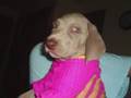 Ela una weimaraner magica