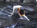 (JST) Water Video Final