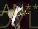7 yrs 15 hh Bay Welsh X Sheffield