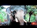 A Day in the Life of Chennai: elephant dancing to tamil hit song \" Naaka Mukka \"in Chennai