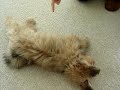 Puppy under gun shot Puppy under gun shot