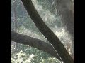 tree thermals tree thermals
