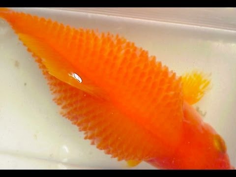 how to cure dropsy in koi fish