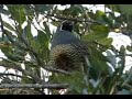 California Quail Calling and Preening - 4/08