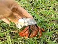 Race herbit crabs