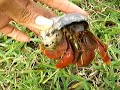 Race herbit crabs