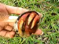 Race herbit crabs
