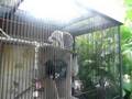 Ring-Tailed Lemur vs. Cory